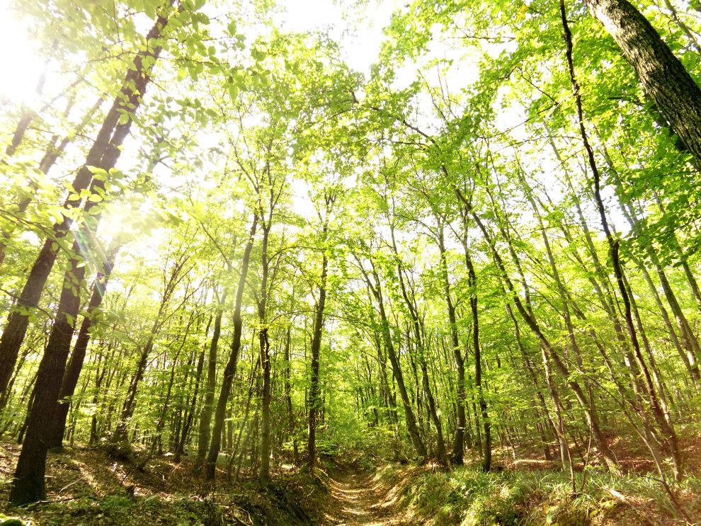 im Wald...